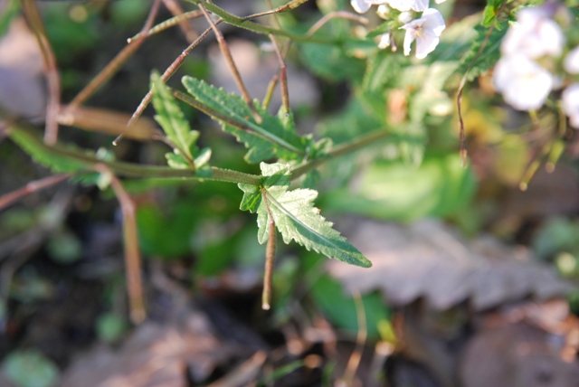 Diplotaxis Erucoides